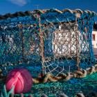 Hummerreusen, Barfleur, Normandie, Frankreich