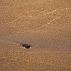 Kieselstein im Sand
