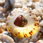 Napfschnecke, Frankreich