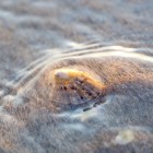 Napfschneckenschale wird von einer Welle umspült