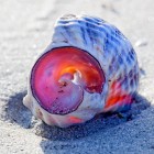 Wellhornschnecke, Norwegen