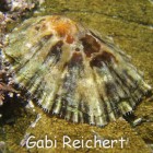Napfschnecke - Frankreich