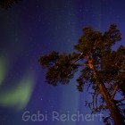 Nordlicht und Bäume, Norwegen