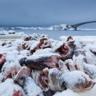 Viel Schnee, frischer Fisch und Ruhe auf der Insel Sauoya, Lofoten
