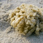 Eiablage der Wellhornschnecke