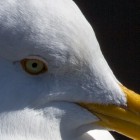 Möwe, Detail in Originalgröße