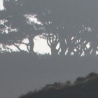 Strand, Tamron 70-300, Detail in Originalgröße