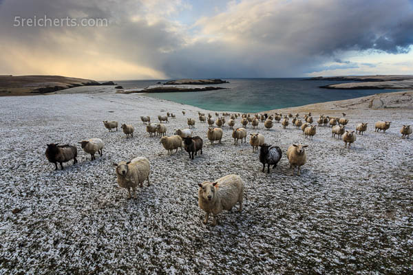Schafchor im Schnee Schafchor im Schnee