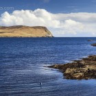 Robbe beim Lunch, Lerwick, Shetland