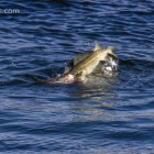 Robbe beim Lunch, Lerwick, Shetland