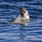 Robbe beim Lunch, Lerwick, Shetland