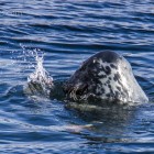Robbe beim Lunch, Lerwick, Shetland