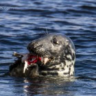 Robbe beim Lunch, Lerwick, Shetland