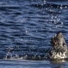 Robbe beim Lunch, Lerwick, Shetland