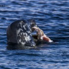 Robbe beim Lunch, Lerwick, Shetland