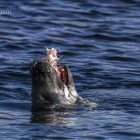 Robbe beim Lunch, Lerwick, Shetland