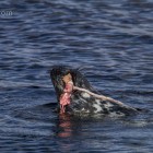 Robbe beim Lunch, Lerwick, Shetland