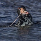 Robbe beim Lunch, Lerwick, Shetland