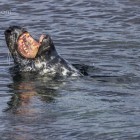 Robbe beim Lunch, Lerwick, Shetland