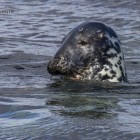 Robbe beim Lunch, Lerwick, Shetland