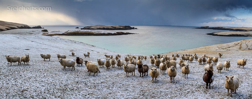 Shetland Schafe im Schnee