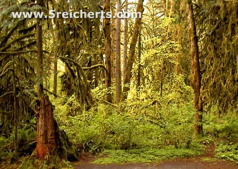 Wald