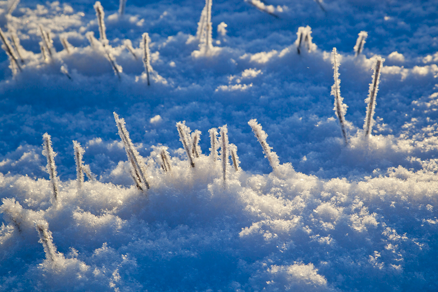 Getreidefeld unter Schnee