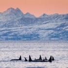 eine Gruppe Orcas in wunderbarer winterlicher Fjordstimmung