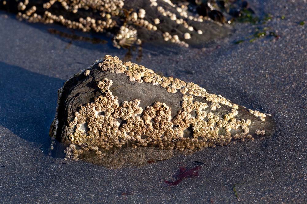 Seepocken auf Felsen