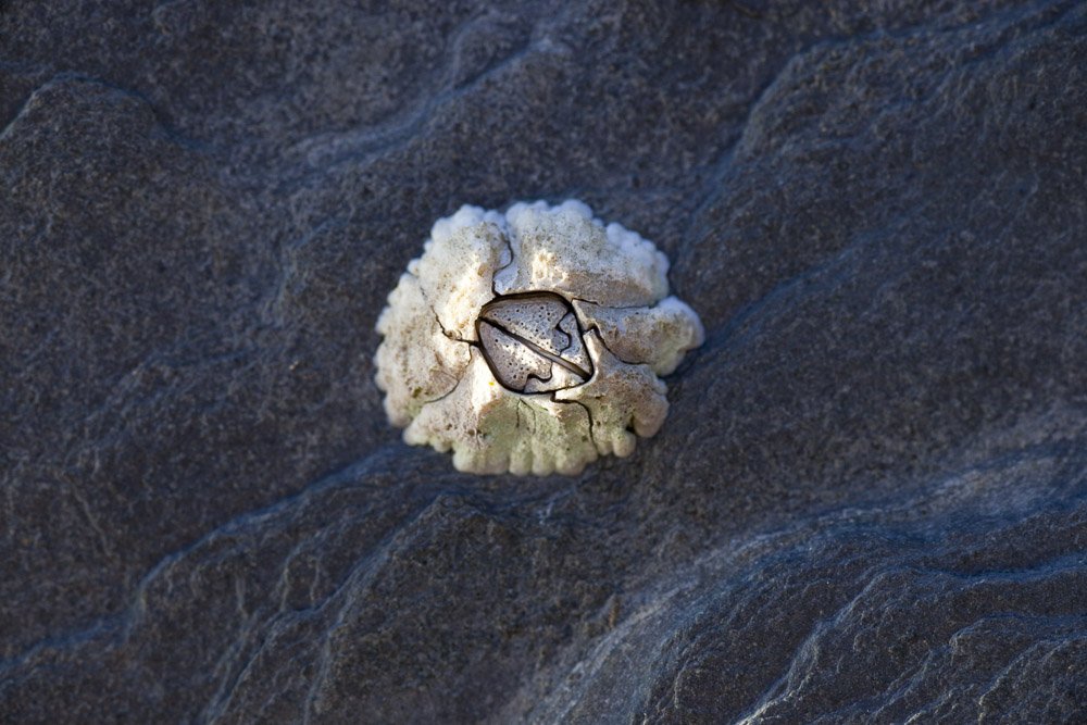 Seepocken auf Felsen
