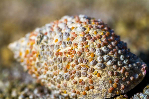 Larven der Seepocken setzen sich auf Schnecke fest, Bretagne