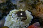 Seepocke - So sieht der kleine Krebs unter Wasser aus