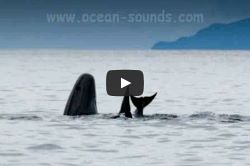 film_oceansounds
