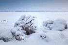 Blumenfotografie im schwedischen Winter