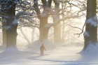 Alte Eichen im schwedischen Winter