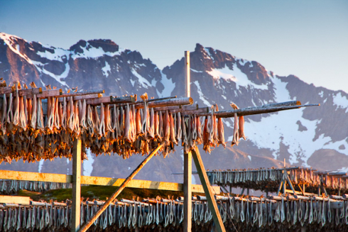 Stockfisch, Lofoten, Norwegen