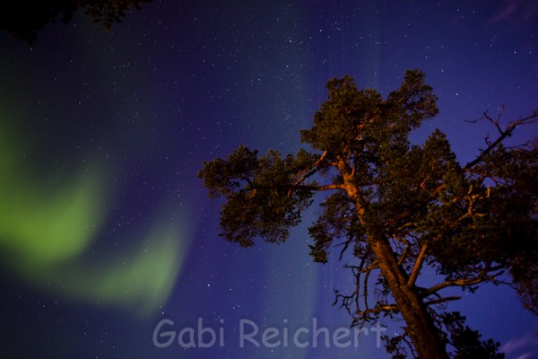 Nordlicht und Bäume, Norwegen