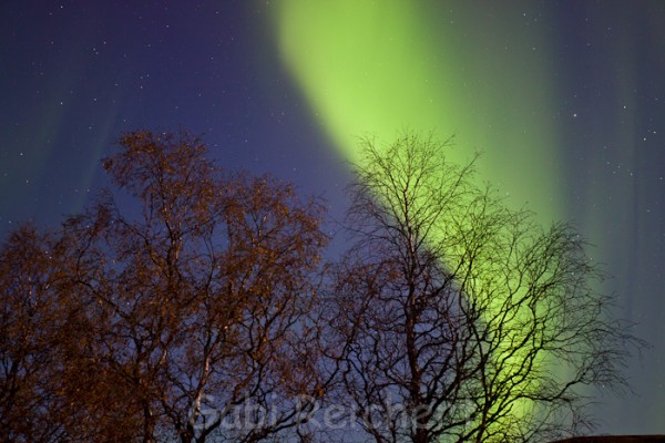 Nordlicht und Bäume, Norwegen
