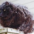 norwegische Waldkatze im Schnee