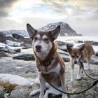 nordische Hunde von Oliver und Karen
