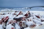 Viel Schnee, frischer Fisch und Ruhe auf der Insel Sauoya, Lofoten