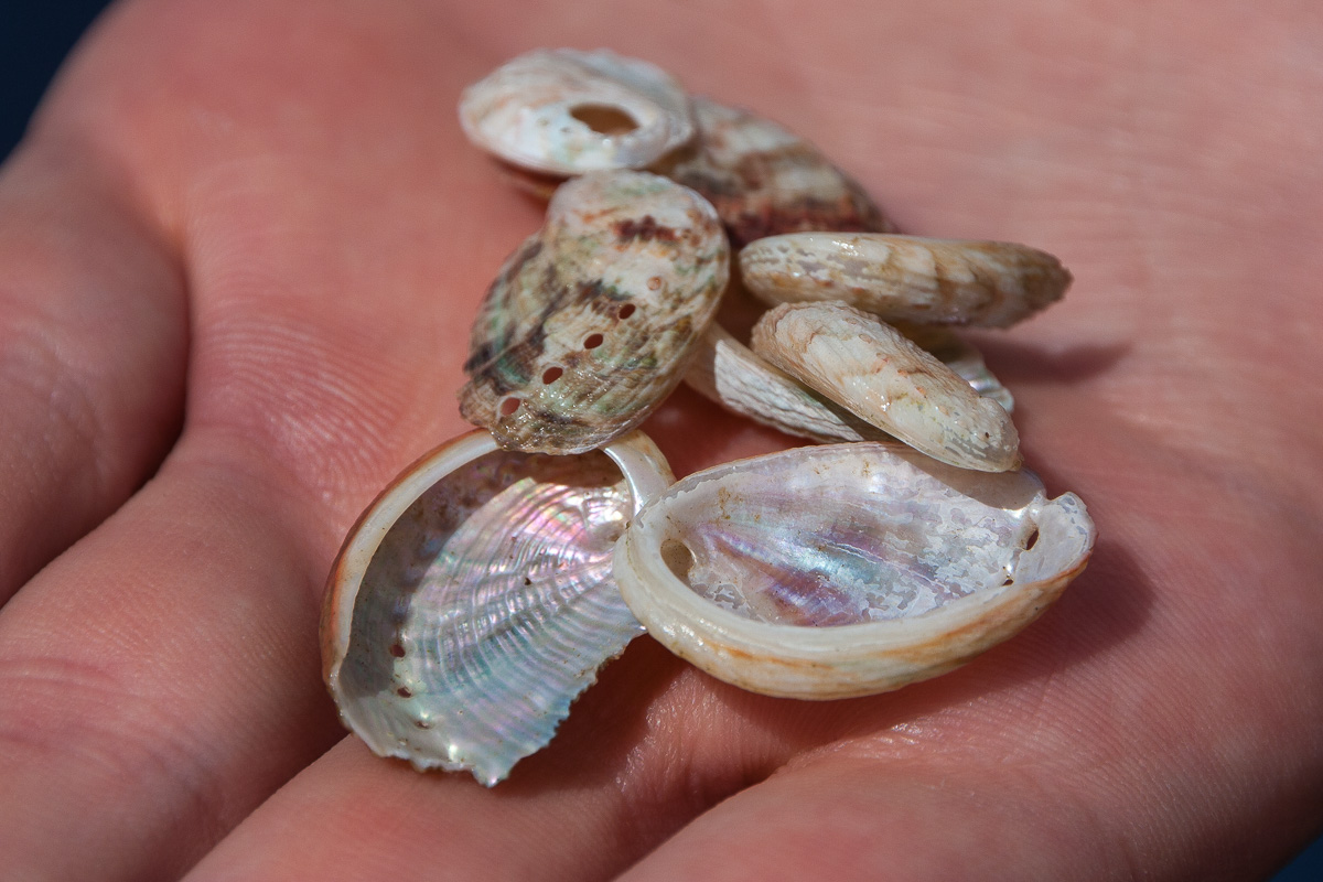 Kleine Abalone Schalen