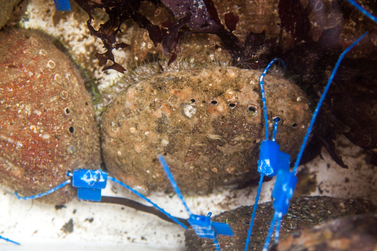 Meerohren, Abalones, vom Wildfang mit blauen Markierungen