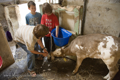 Auf der Farm in Cornwall. Esra war so begeistert von den Tieren, dass er jeden Tag mithelfen durfte. Englisch lernte er nebenbei.