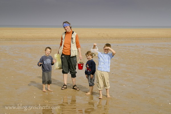 Muscheln sammeln, Normandie