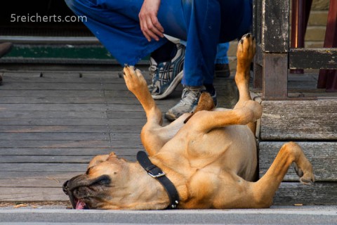 der Hund kann wirklich genießen!