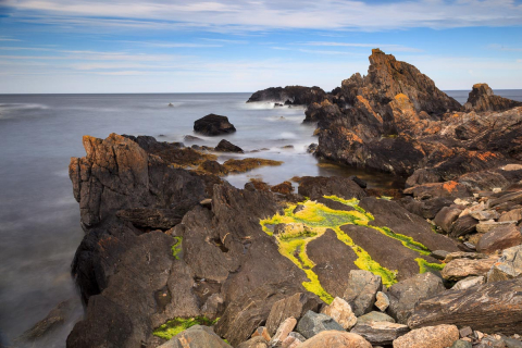 Küste und Algen, Portsoy