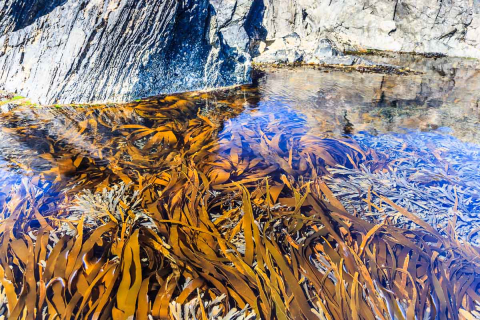 Tang im Gezeitenbecken, Portsoy