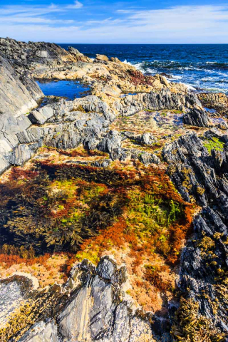 Tang im Gezeitenbecken, Portsoy