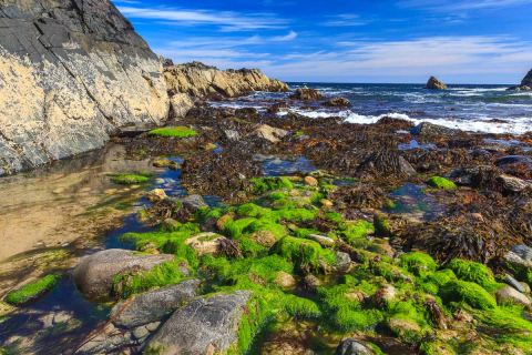 Küstenlandschaft bei Ebbe in Portsoy, Schottland